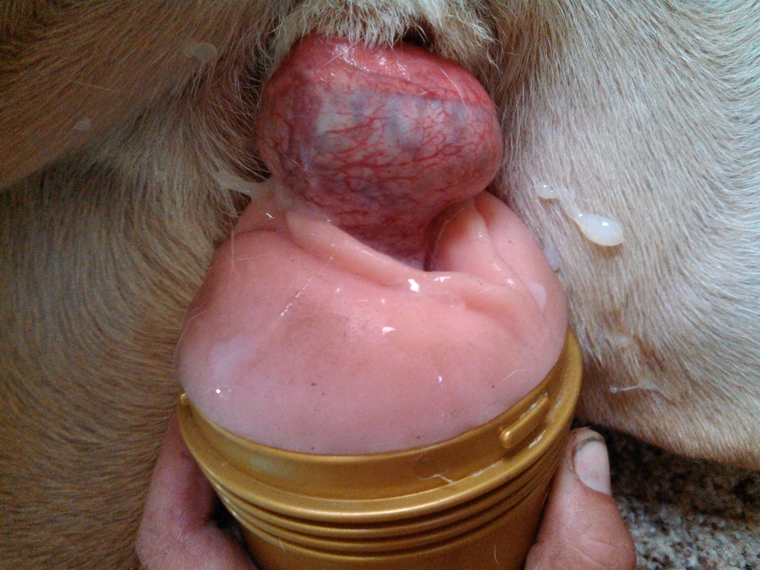 сперма собаки во влагалище фото 62